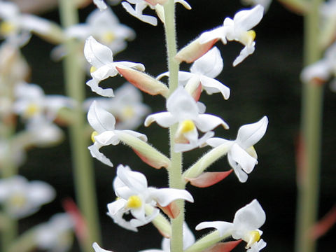 Ludisia discolor