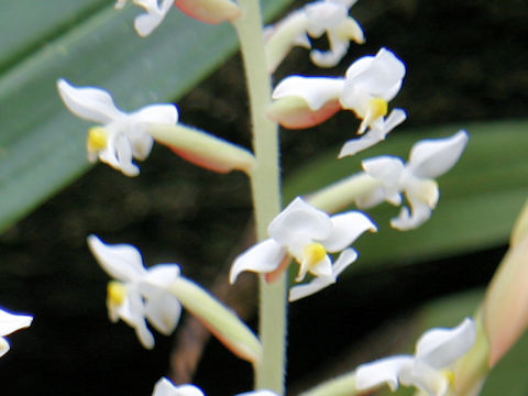 Ludisia discolor