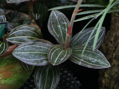Ludisia discolor