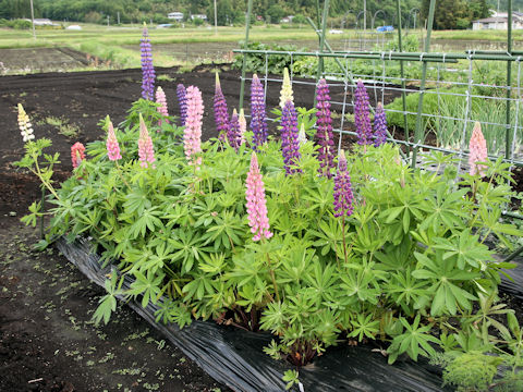 Lupinus sp.