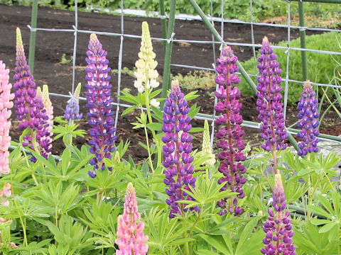 Lupinus sp.