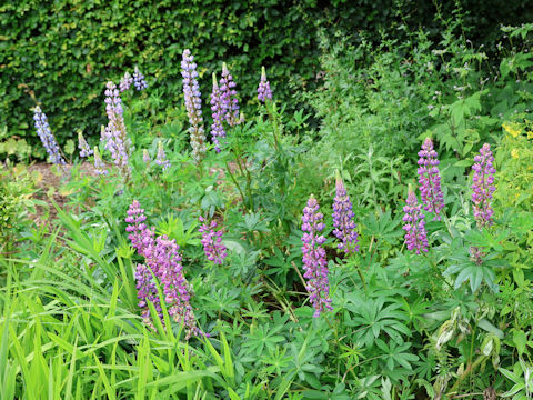 Lupinus sp.