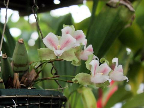 Lycaste brevispatha