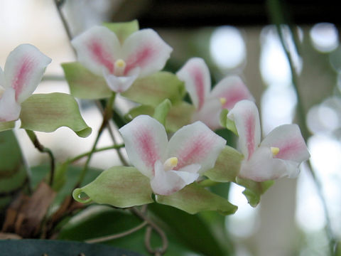 Lycaste brevispatha