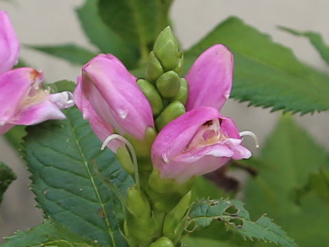 Chelone lyonii