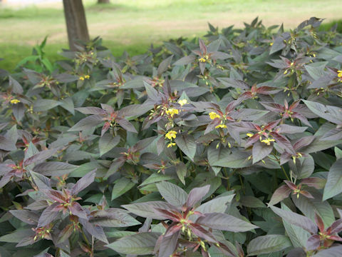 Lysimachia ciliata cv. Firecraker