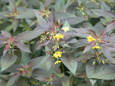 Lysimachia ciliata cv. Firecraker