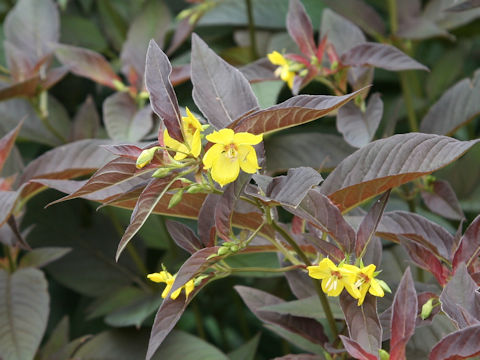 Lysimachia ciliata cv. Firecraker