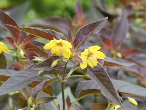 Lysimachia ciliata cv. Firecraker