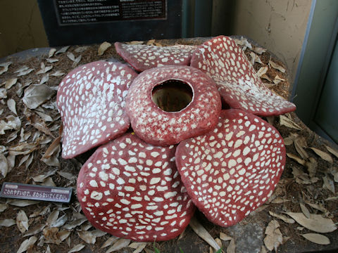 Rafflesia arnoldii