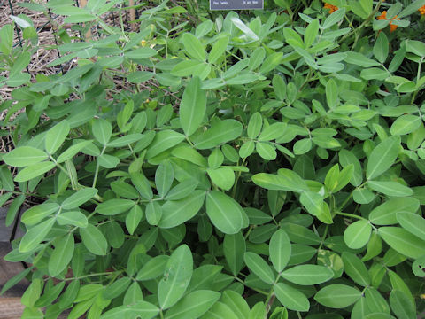 Arachis hypogaea cv. Carwilis Virginia