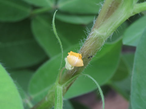 Arachis hypogaea cv. Carwilis Virginia