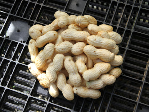 Arachis hypogaea