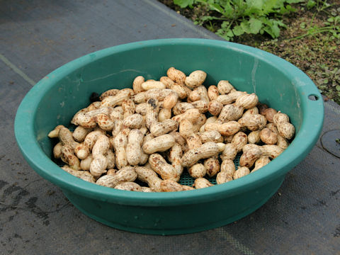 Arachis hypogaea