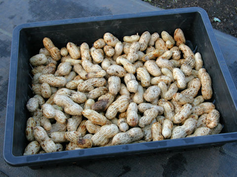 Arachis hypogaea