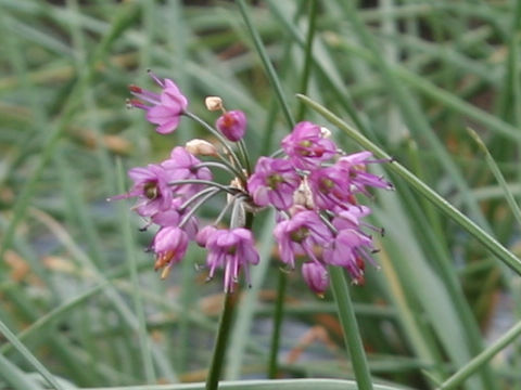 Allium chinense