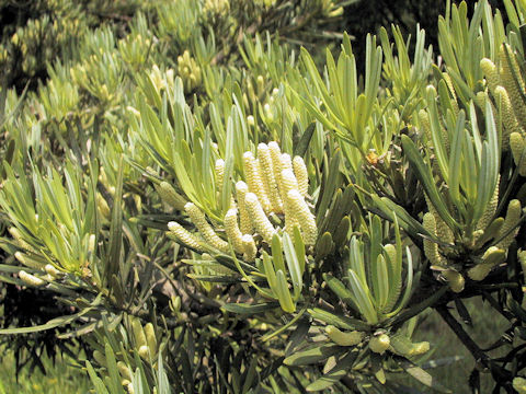 Podocarpus macrophyllus var. maki