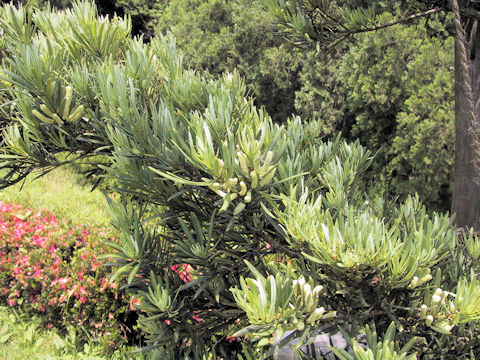 Podocarpus macrophyllus var. maki