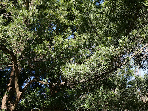 Podocarpus macrophyllus var. maki