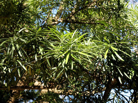 Podocarpus macrophyllus var. maki