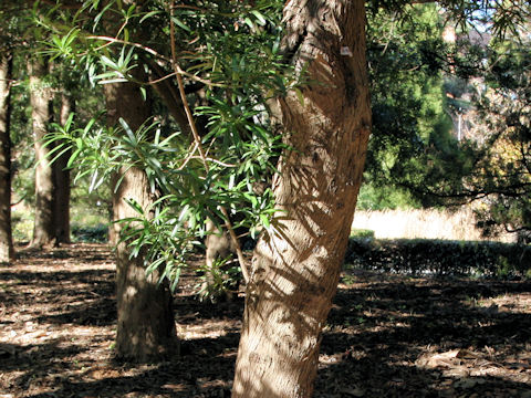 Podocarpus macrophyllus var. maki