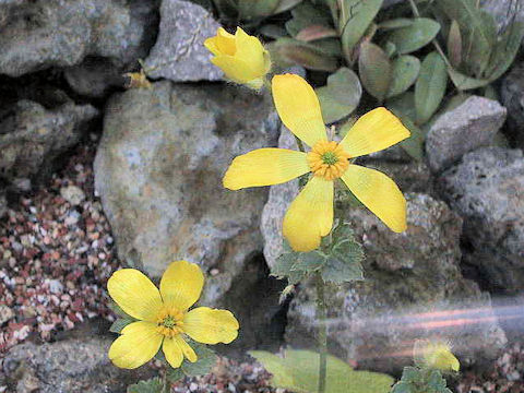 Ranunculus insignis