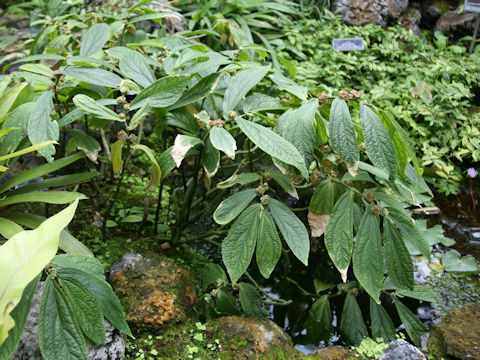 Elatostema platyphylloides