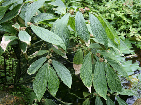 Elatostema platyphylloides
