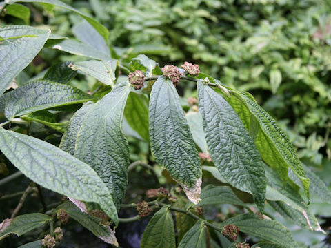 Elatostema platyphylloides