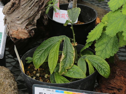 Elatostema platyphylloides