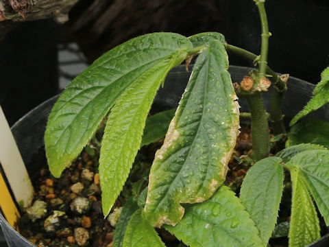 Elatostema platyphylloides