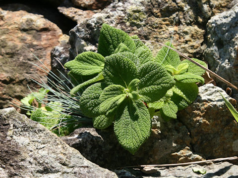 Boehmeria biloba