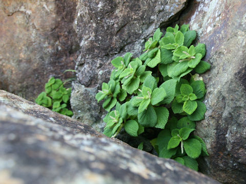 Boehmeria biloba