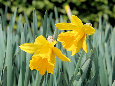 Narcissus pseudo-narcissus cv. King Alfred