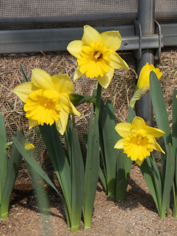 Narcissus pseudo-narcissus cv. Rijivert Early Sensation