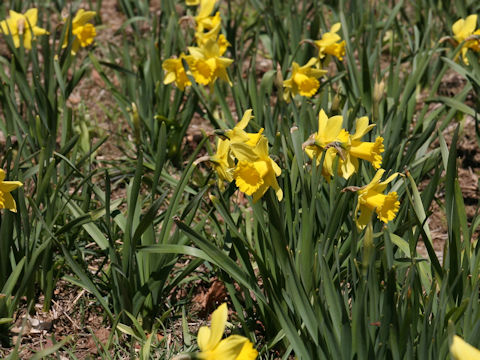 Narcissus pseudo-narcissus