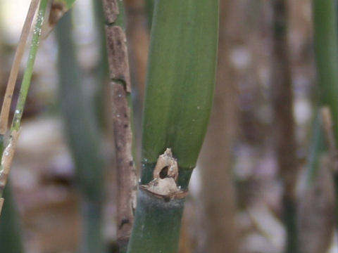 Pseudosasa japonica var. tsutsumiana