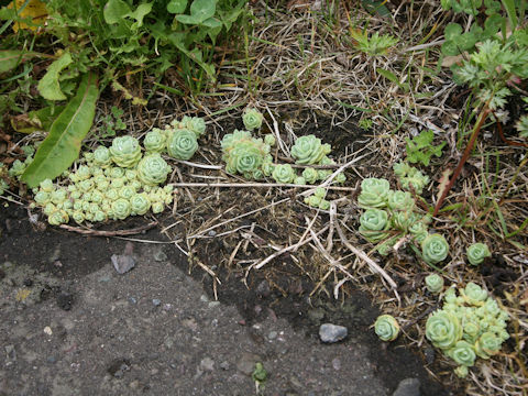 Orostachys furusei