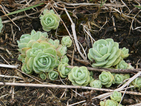 Orostachys furusei