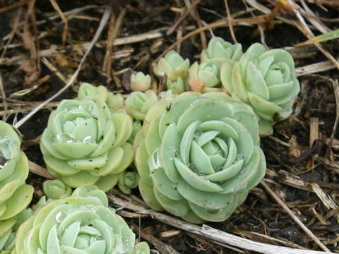 Orostachys furusei
