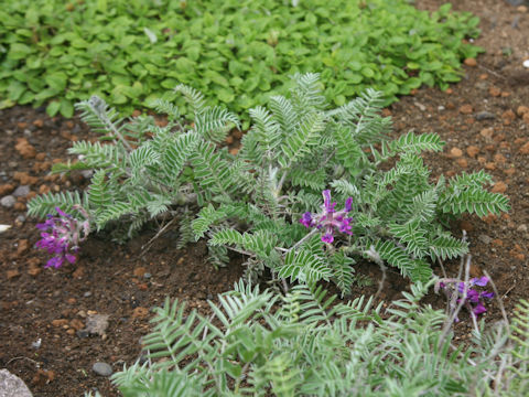 Oxytropis megalantha