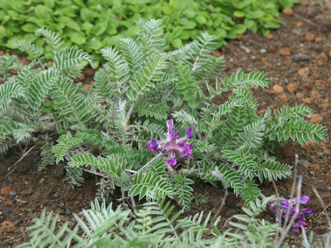 Oxytropis megalantha