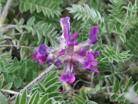 Oxytropis megalantha