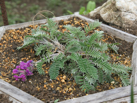Oxytropis megalantha