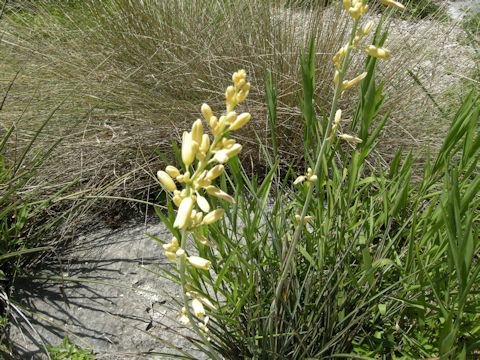 Hesperaloe parviflora cv. Yellow