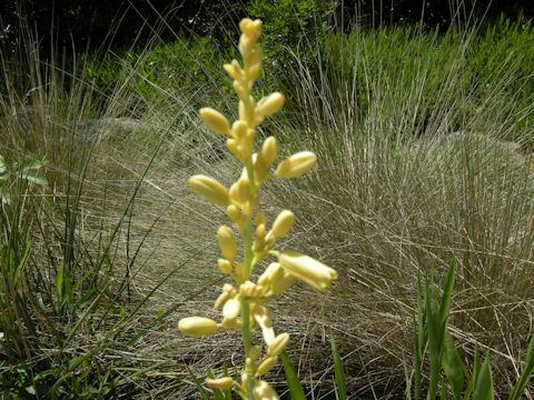 Hesperaloe parviflora cv. Yellow