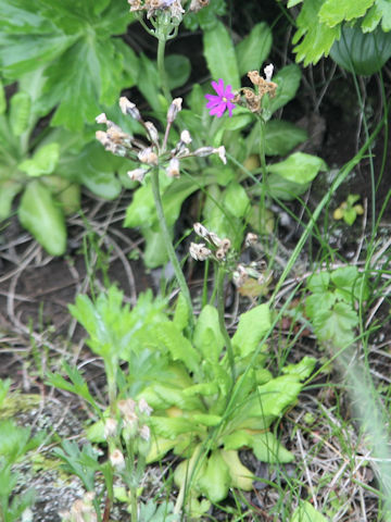Primula modesta var. matsumurae