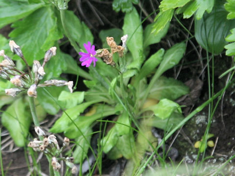 Primula modesta var. matsumurae