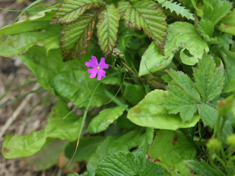 Primula modesta var. matsumurae