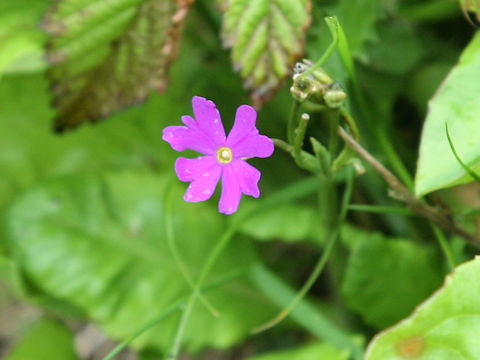 Primula modesta var. matsumurae